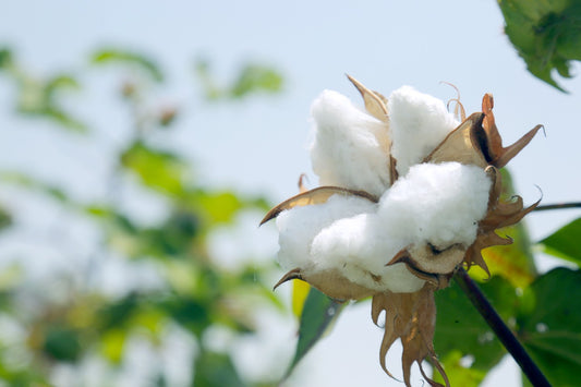 Sunlit cotton flower showcasing the softness and quality of Egyptian cotton, ideal for Towels Miami, Beach Towels Florida, and more for natural skincare benefits.